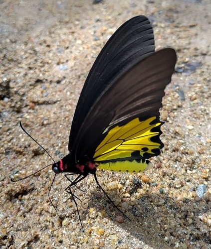 ผีเสื้อถุงทองป่าสูง · Common Birdwing · Troides helena