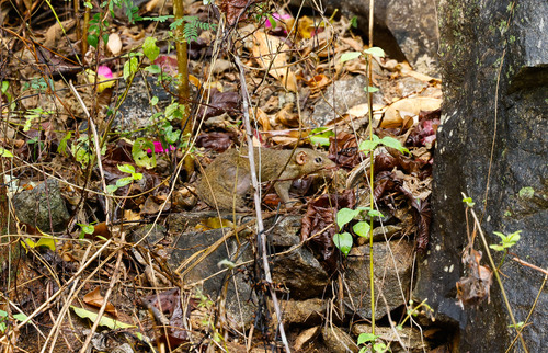 กระแตเหนือ · Northern Treeshrew · Tupaia belangeri