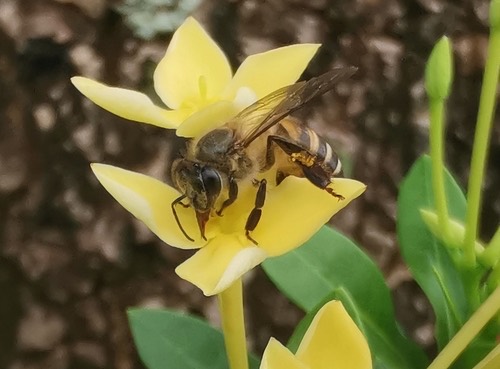 ผึ้งโพรง · Asian Honey Bee · Apis cerana