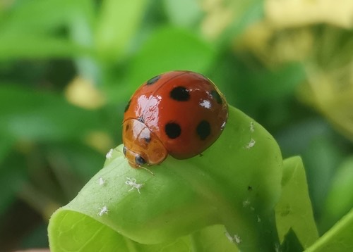 ด้วงเต่าห้าจุด · Variable Ladybird Beetle · Coelophora inaequalis