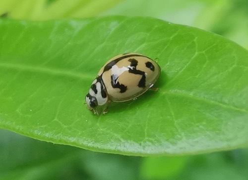 ด้วงเต่าลายหยัก · Six-spotted Zigzag Ladybird · Cheilomenes sexmaculata