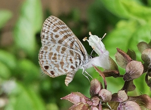 ผีเสื้อฟ้าลาย · Zebra Blue · Leptotes plinius