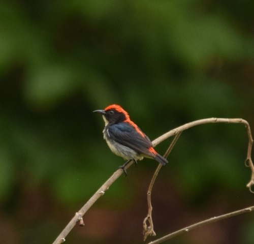 นกสีชมพูสวน · Scarlet-backed Flowerpecker · Dicaeum cruentatum