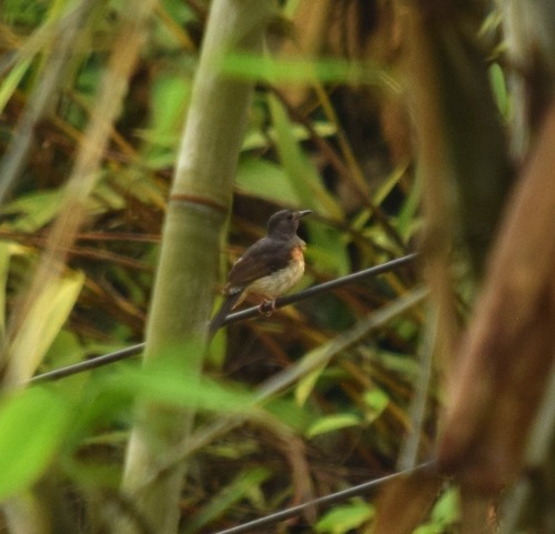 นกกางเขนดง · White-rumped Shama · Copsychus malabaricus