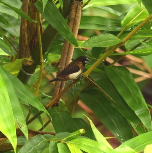 นกกระติ๊ดตะโพกขาว · White-rumped Munia · Lonchura striata