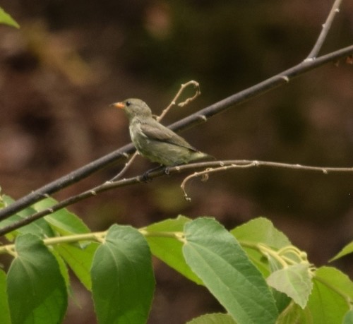 นกกาฝากสีเรียบ · Plain Flowerpecker · Dicaeum minullum