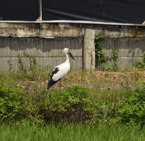นกปากห่าง · Asian Openbill · Anastomus oscitans