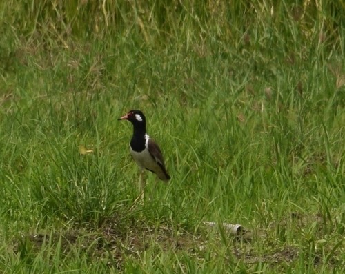 นกกระแตแต้แว้ด · Red-wattled Lapwing · Vanellus indicus