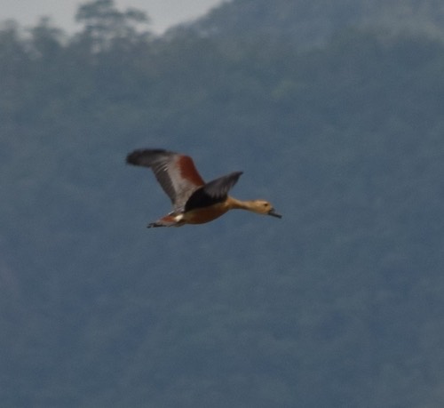 เป็ดแดง · Lesser Whistling-Duck · Dendrocygna javanica