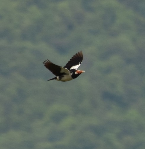 นกเอี้ยงด่าง · Siamese Pied Starling · Gracupica floweri