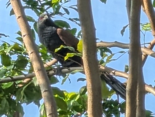 นกกระปูดใหญ่ · Greater Coucal · Centropus sinensis