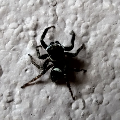 แมงมุมกระโดด Adanson · Adanson's House Jumper · Hasarius adansoni