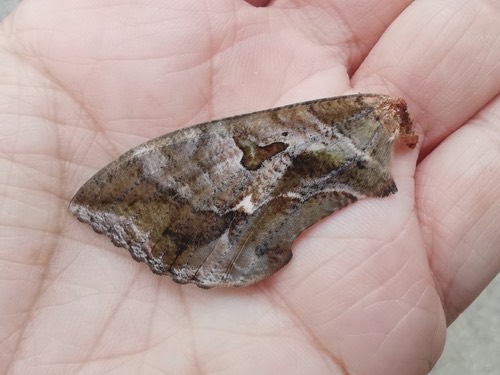 มอธมวนหวานธรรมดา · Common Fruit-piercing Moth · Eudocima phalonia