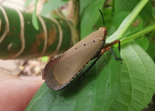 จักจั่นงวงเข็ม · Kalidasa nigromaculata