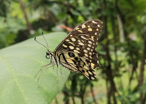 ผีเสื้อหนอนมะนาว · Lime Swallowtail · Papilio demoleus