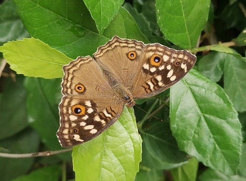 ผีเสื้อแพนซีสีตาล · Lemon Pansy · Junonia lemonias