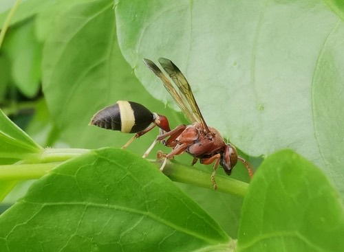 Ropalidia marginata