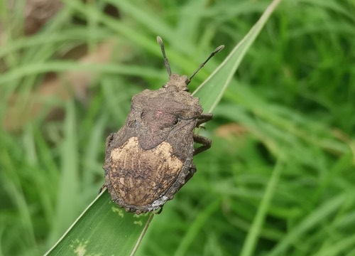 มวนโล่แตง · Megymenum brevicorne