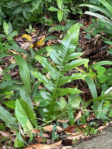 กูดอ้อมกูดเวียน · Rock-ginger Fern · Drynaria coronans