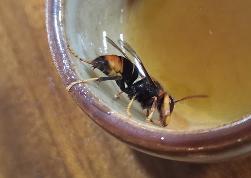 ต่อหัวเสือขาเหลือง · Yellow-legged Hornet · Vespa velutina