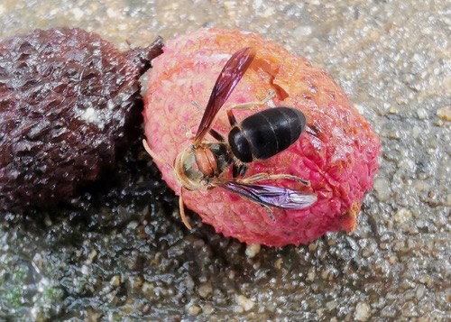 ต่อหัวเสือท้องดำ · Black-bellied Hornet · Vespa basalis