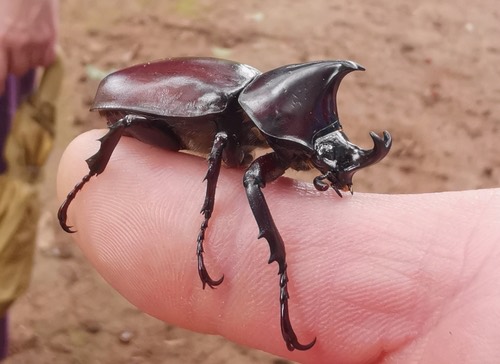Xylotrupes socrates siamensis