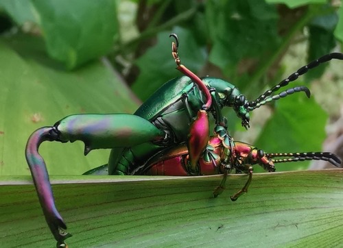 ด้วงเต่าขาโต · Frog-legged leaf beetle · Sagra femorata