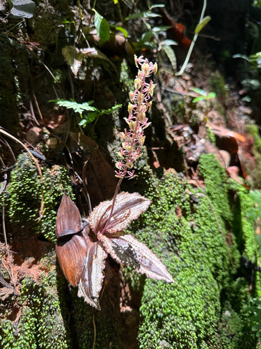Crepidium calophyllum