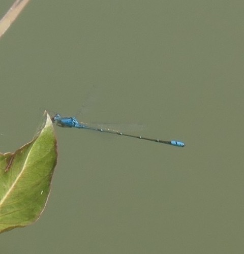 แมลงปอเข็มบ่อหน้าส้ม · Orange-faced Sprite · Pseudagrion rubriceps