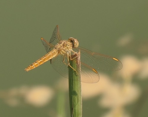 แมลงปอบ้านปีกเปื้อนส้ม · Ditch Jewel · Brachythemis contaminata