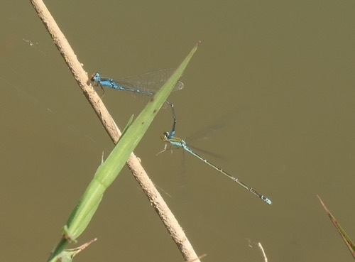 แมลงปอเข็มบ่อหน้าส้ม · Orange-faced Sprite · Pseudagrion rubriceps