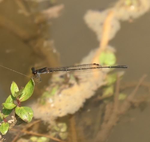 แมลงปอเข็มท้องเข็มดำ · Black Threadtail · Prodasineura autumnalis