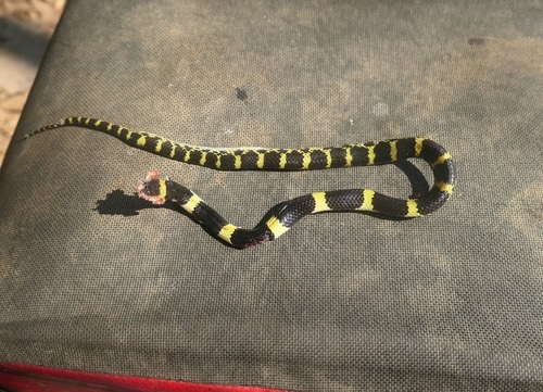 งูปล้องฉนวนลาว · Laotian Wolf Snake · Lycodon laoensis
