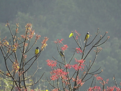 นกกระติ๊ดใหญ่ปีกลาย · Spot-winged Grosbeak · Mycerobas melanozanthos