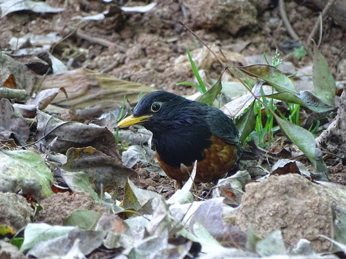 นกเดินดงอกดำ · Black-breasted Thrush · Turdus dissimilis