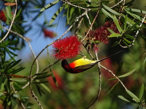 นกกินปลีหางยาวคอสีฟ้า · Mrs. Gould's Sunbird · Aethopyga gouldiae