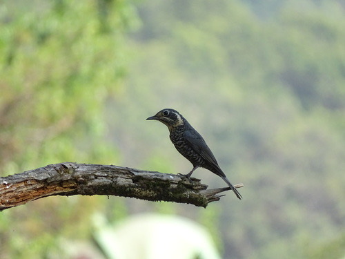 นกกระเบื้องท้องแดง · Chestnut-bellied Rock-Thrush · Monticola rufiventris
