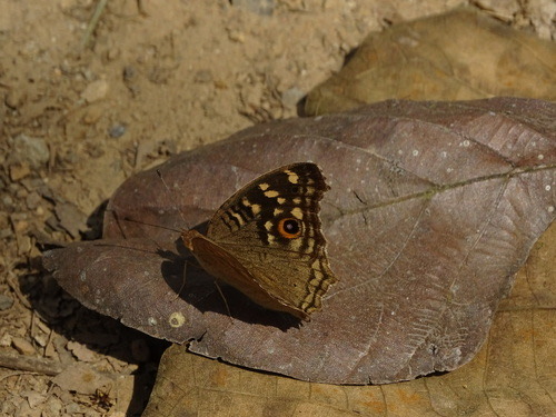ผีเสื้อแพนซีสีตาล · Lemon Pansy · Junonia lemonias