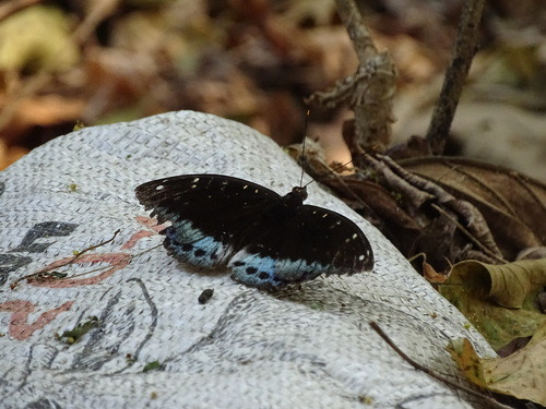 ผีเสื้ออ๊าชดุ๊คธรรมดา · Common Archduke · Lexias pardalis
