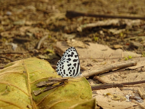 ผีเสื้อหนอนพุทราธรรมดา · Common Pierrot · Castalius rosimon