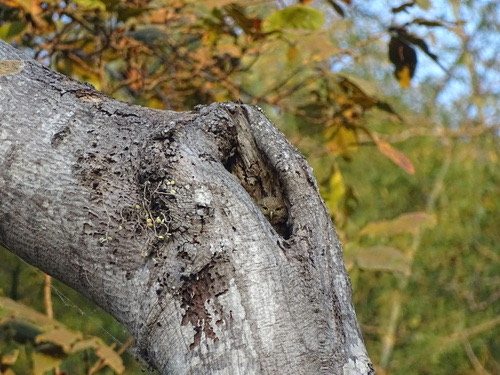 นกเค้าโมง · Asian Barred Owlet · Glaucidium cuculoides