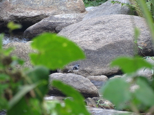 นกกางเขนน้ำหลังเทา · Slaty-backed Forktail · Enicurus schistaceus