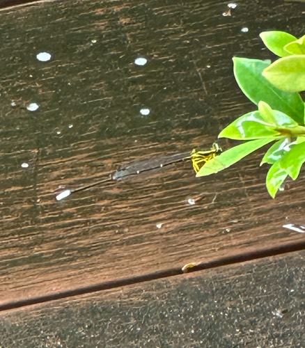 แมลงปอเข็มยาวปลายเด่น · Yellow featherlegs · Copera marginipes