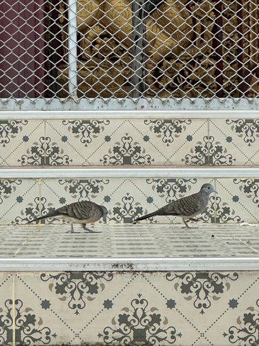 นกเขาชวา · Zebra Dove · Geopelia striata