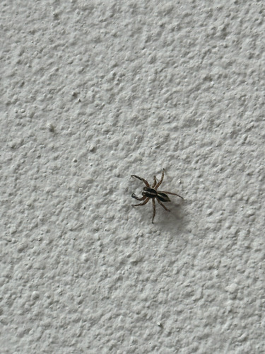 แมงมุมกระโดดไพคุลล์ · Pantropical Jumping Spider · Plexippus paykulli