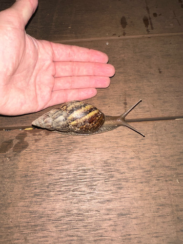 หอยทากยักษ์แอฟริกา · African Giant Snail · Lissachatina fulica