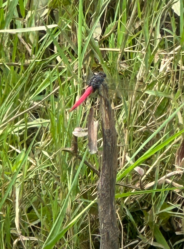 ชนิดย่อย แมลงปอบ้านเสืออกม่วงท้องแดง · Common Red Skimmer · Orthetrum neglectum
