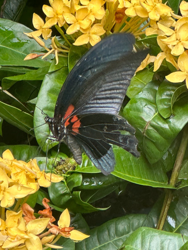 ผีเสื้อหางติ่งนางละเวง · Great Mormon · Papilio agenor