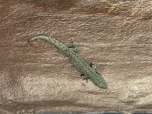 จิ้งจกบ้านหางหนาม · Asian House Gecko · Hemidactylus frenatus