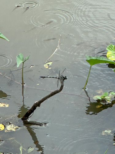 แมลงปอเสือลายประดับ · Common Flangetail · Ictinogomphus decoratus